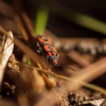 Macro photography of a red and black true bug lawn pest crawling through dry grass thatch and soil.