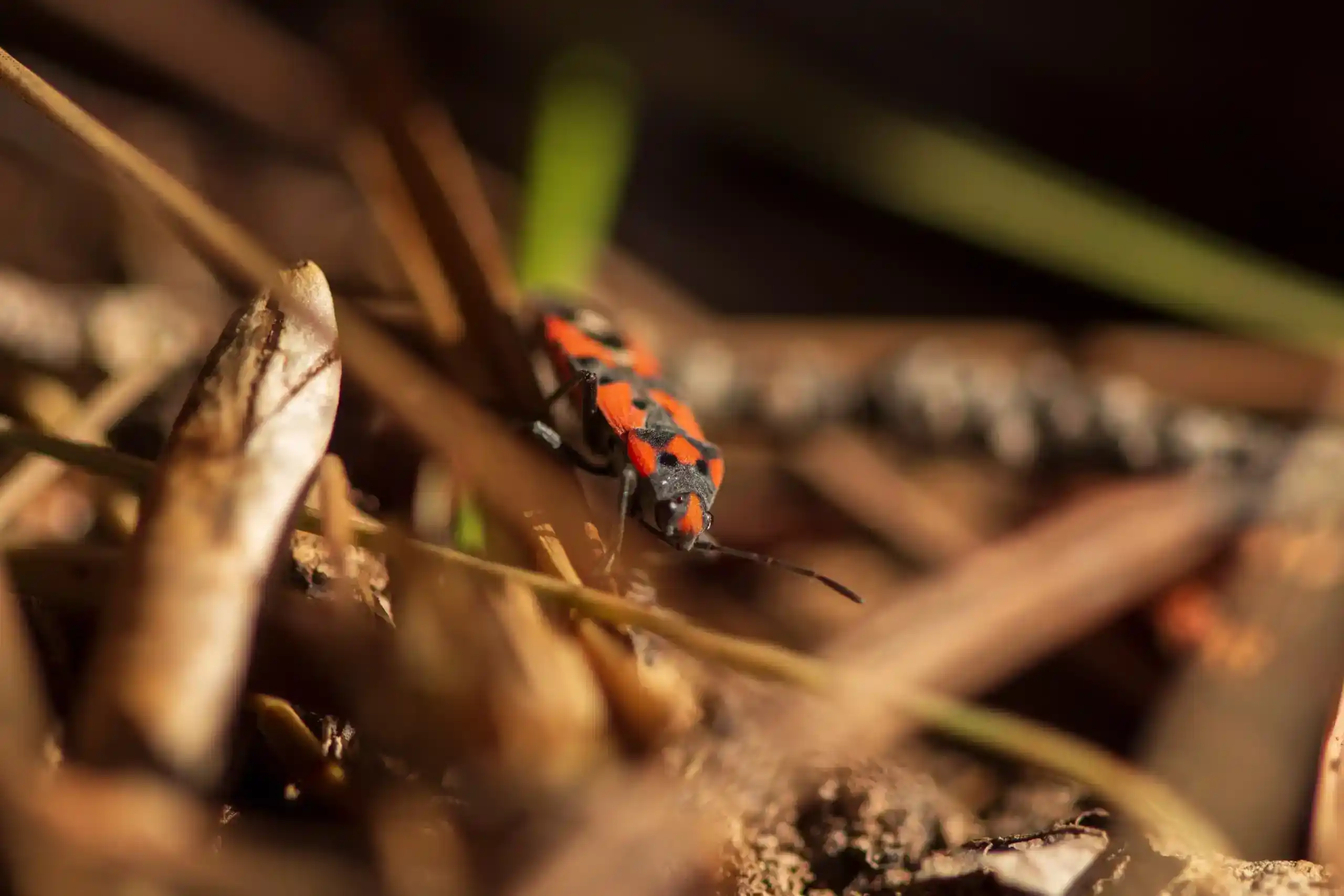 Macro photography of a red and black true bug lawn pest crawling through dry grass thatch and soil.