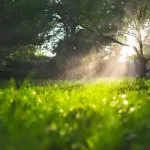 Sunlight filtering through trees onto a heavily watered, misty green lawn that appears saturated.