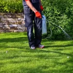 A lawn care professional in dark work pants and red gloves using a wand sprayer to apply liquid weed killer across a green yard.