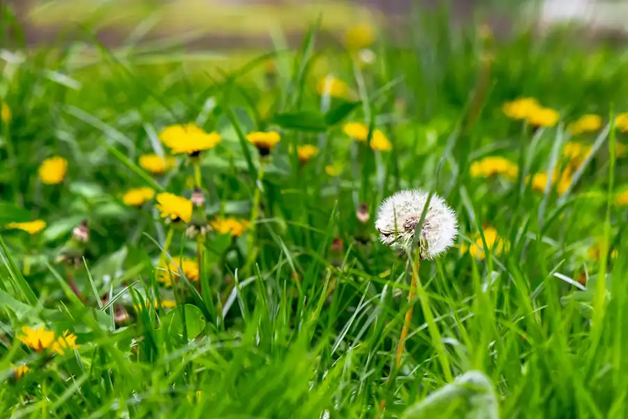 Ground-level view of a green lawn heavily infested with common yard weeds, featuring blooming yellow dandelions and a white seed head.