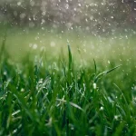 Close-up of healthy green grass blades covered in water droplets during a light rain shower.