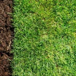 Side-by-side comparison showing bare, compacted brown soil next to a healthy, lush green lawn.
