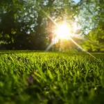 Bright morning sunlight shining directly over a lush, vibrant green lawn.