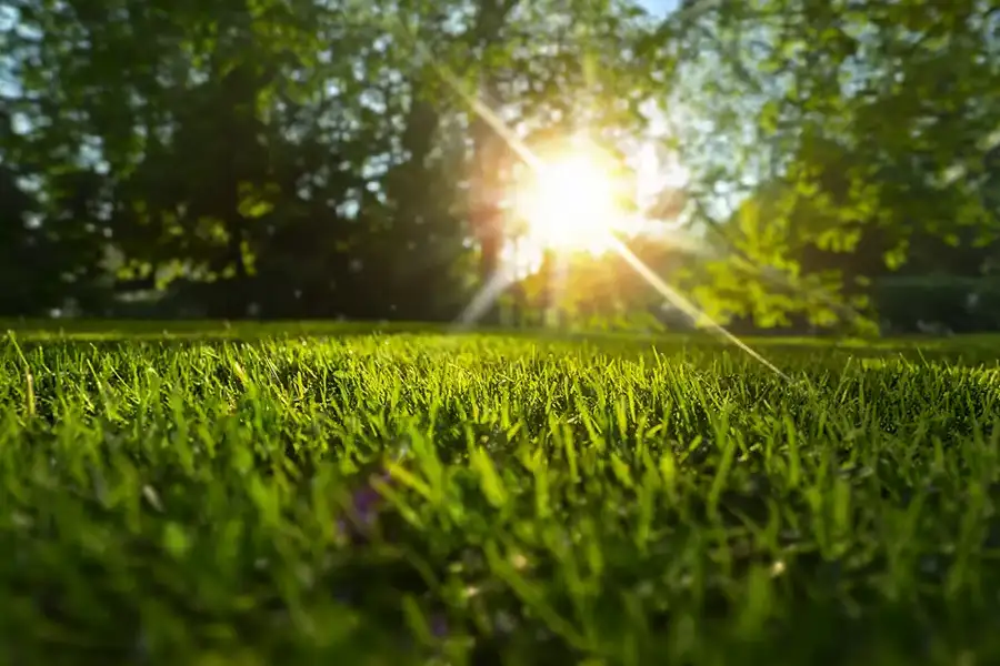 Bright morning sunlight shining directly over a lush, vibrant green lawn.