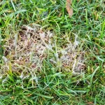 Close-up of green grass blades infected with a lawn disease, clearly showing white, web-like mycelium fungus growing on the turf.