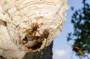 Bee, wasp & hornet removal by Heron Home & Outdoor - serving Orlando, Apopka, Leesburg, Oviedo, Sanford, Kissimmee and Central FL areas