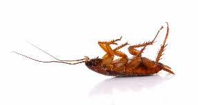 Cockroach extermination services from Heron Home & Outdoor in Orlando, Oviedo, Apopka, Leesburg, Sanford, Kissimmee and Central FL areas