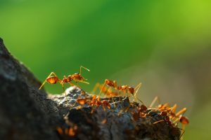 Differences between fire ants and tawny ants by Heron Home & Outdoor in Orlando, Oviedo, Apopka, Leesburg, Sanford, Kissimmee and Central Florida areas