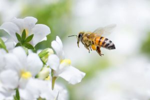 Identifying when you have a bee issue by Heron Home & Outdoor - serving Orlando, Apopka, Leesburg, Oviedo, Sanford, Kissimmee and Central FL areas