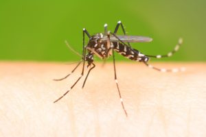 What are Chikungunya & West Nile viruses by Heron Home & Outdoor - Professional Mosquito Control - serving Orlando, Apopka, Leesburg, Oviedo, Sanford, Kissimmee and Central FL areas