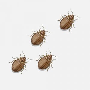 Syracuse Bed Bug Treatment