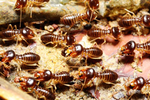 Termite treatments all have different life spans. Heron provides regular treatment in central Florida.