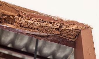 Learn how much damage termites can cause from Heron Pest Control in Central FL