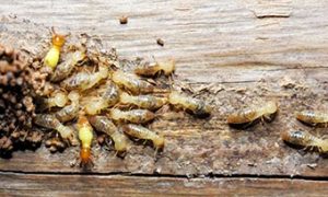 Learn how termites spread from HeronHome & Outdoor in Orlando, Kissimmee, Sanford, Leesburg, Oviedo and Central FL areas