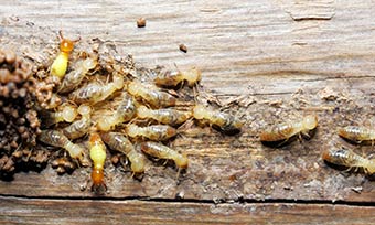 Learn how termites spread from Heron Pest Control in Central FL