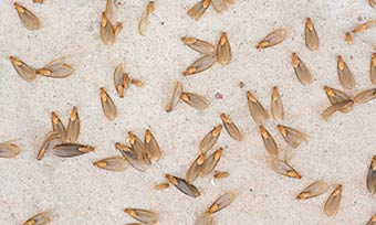 Learn signs of a termite infestation from Heron Pest Control in Central FL