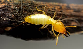 Learn how to identify termites from Heron Pest Control in Central FL