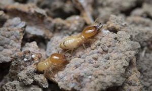 Learn about the termite life cycle from Heron Pest Control in Central FL