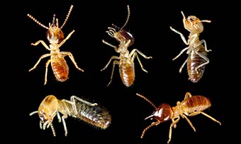 Learn the different types of termites from Heron Pest Control in Central FL