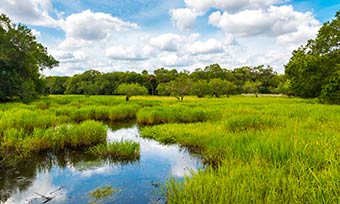 Learn when termite season starts from Heron Pest Control in Central FL