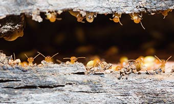 Learn where termites live from Heron Pest Control in Central FL