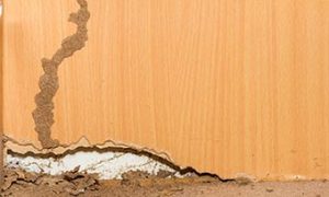 Learn where termite damage starts from Heron Home & Outdoor in Orlando, Apopka, Oviedo, Sanford, Kissimmee, Leesburg and Central FL areas
