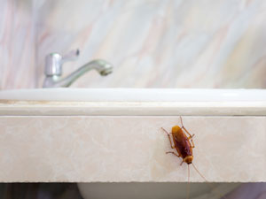 Termite treatment often kills other bugs in the home. Heron provides professional termite treatment services in Orlando, Oviedo, Apopka, Leesburg, Sanford, Kissimmee and Central FL areas