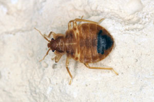 Bed bug treatment options by Heron Home & Outdoor in Orlando and Apopka FL