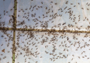 Signs of an ant infestation in Orlando and Apopka FL - Heron Home & Outdoor