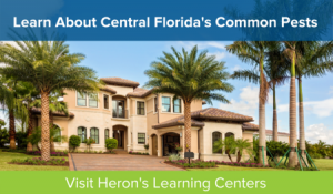 Learn about common pests in Central Florida with Heron Home & Outdoor