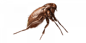 bed-bug-treatment-hero-Salt-Lake-City-Specialized-Pest-and-Lawn