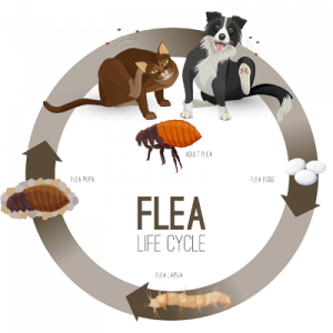 flea-life-cycle-Salt-Lake-City-Specialized-Pest-and-Lawn