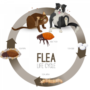 flea-life-cycle-Salt-Lake-City-Specialized-Pest-and-Lawn