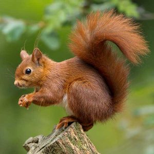 Heron Home & Outdoor provides exceptional squirrel trapping & removal services in Orlando, Oviedo, Leesburg, Sanford, Apopka, Kissimmee and Central FL areas