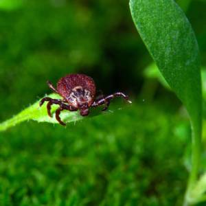 An American dog tick on a leaf in Central FL - Heron Home & Outdoor