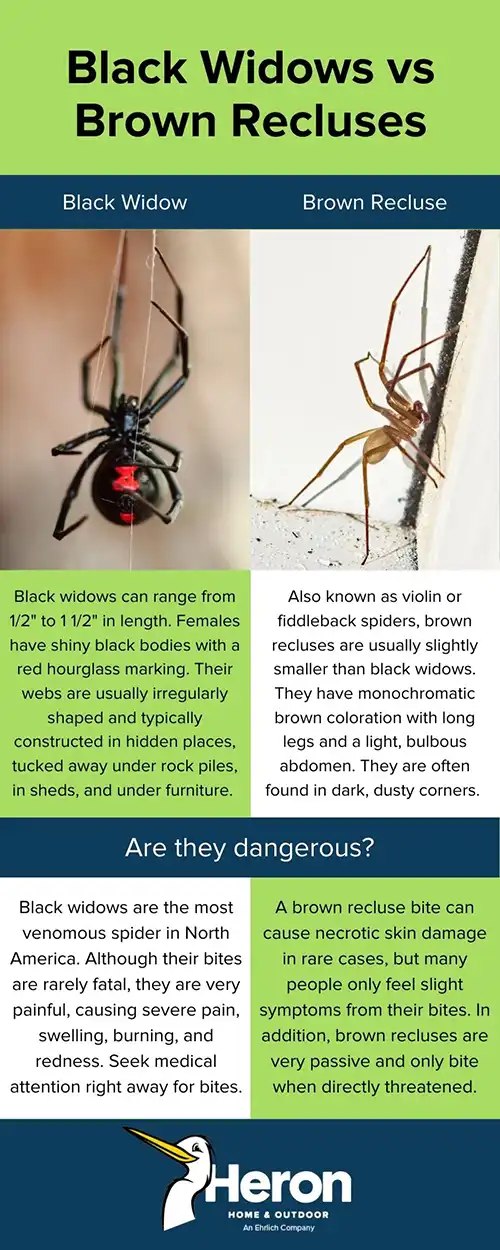 The difference between black widows and brown recluses in Central FL - Heron Home & Outdoor