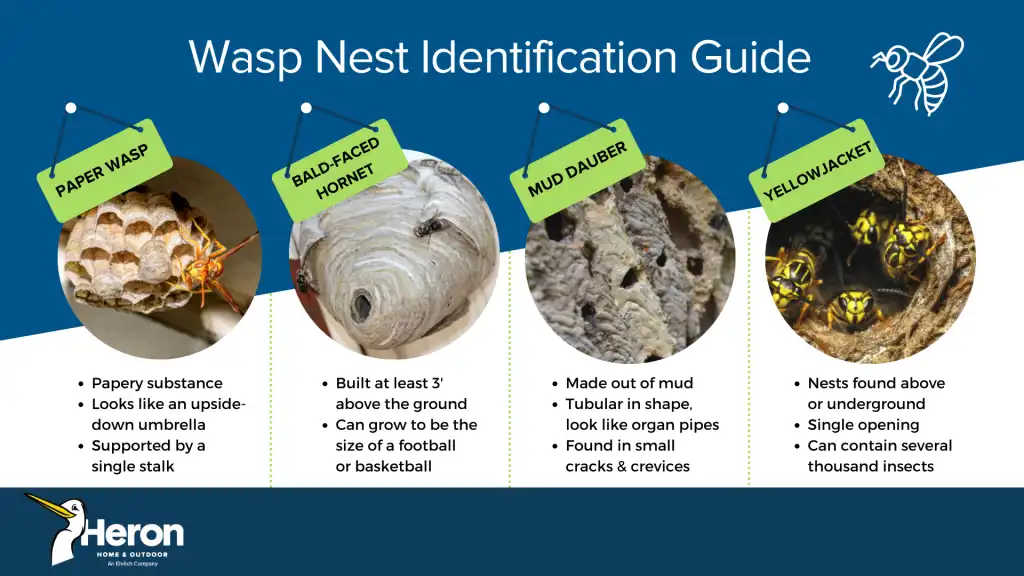 Visual guide for identifying different types of wasp nests in Central Florida by Heron Home & Outdoor