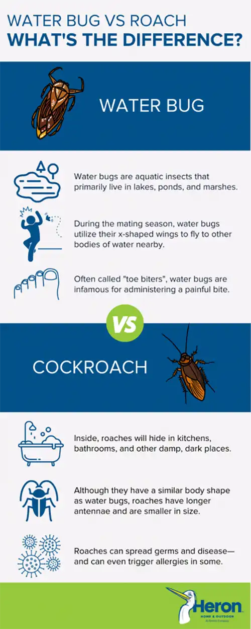 Cockroach vs water bug infographic in Central Florida - Heron Home & Outdoor