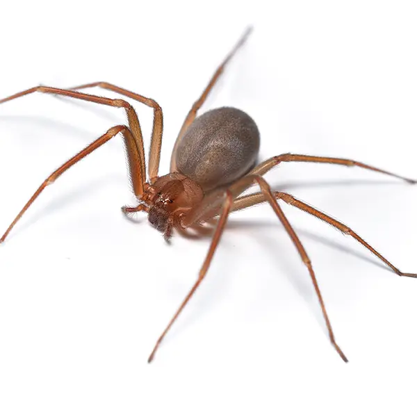 Brown Recluse Spiders
