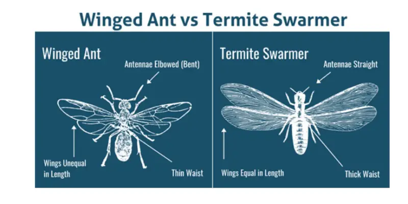 diagram showing a detailed comparison between bodies of winged ants and winged termite swarmers