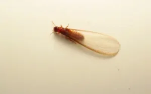 close-up of a termite on a beige background