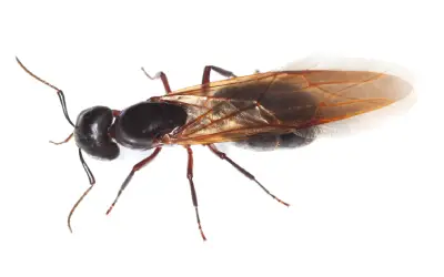 Termites and Flying Ants - What's the Difference? in your area