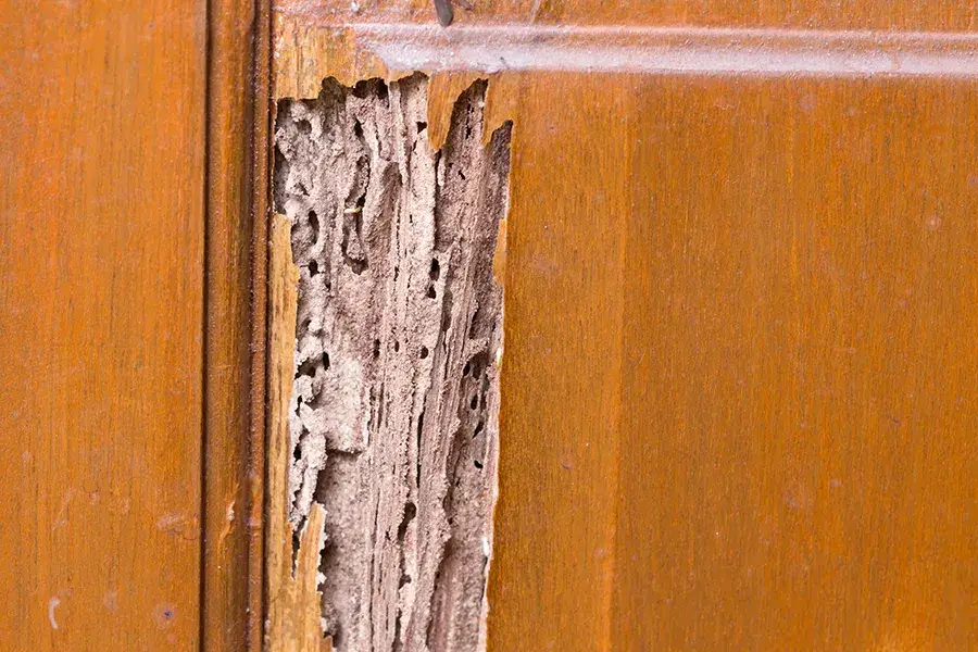 Close-up of termite damage on a wooden door