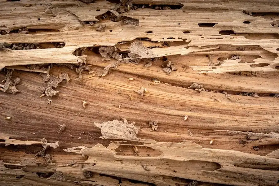 A detailed shot of a wooden log heavily damaged by termites, showing deep grooves, tunnels, and several small white termites actively crawling through the wood.
