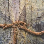 Mud tubes running horizontally on a wooden surface