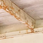 A series of branching, earthy-brown termite mud tubes climbing up a white-painted concrete wall and across a ceiling beam.