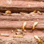 A macro close-up of several worker termites with pale, translucent bodies and amber-colored heads crawling across the textured surface of a piece of wood.