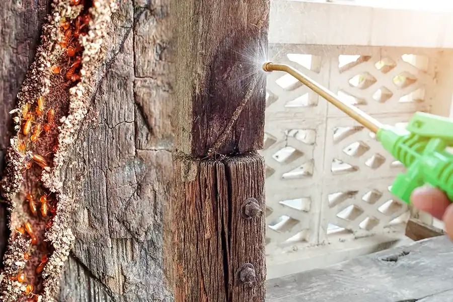 Termite exterminator applying pest control products to display how termite control works