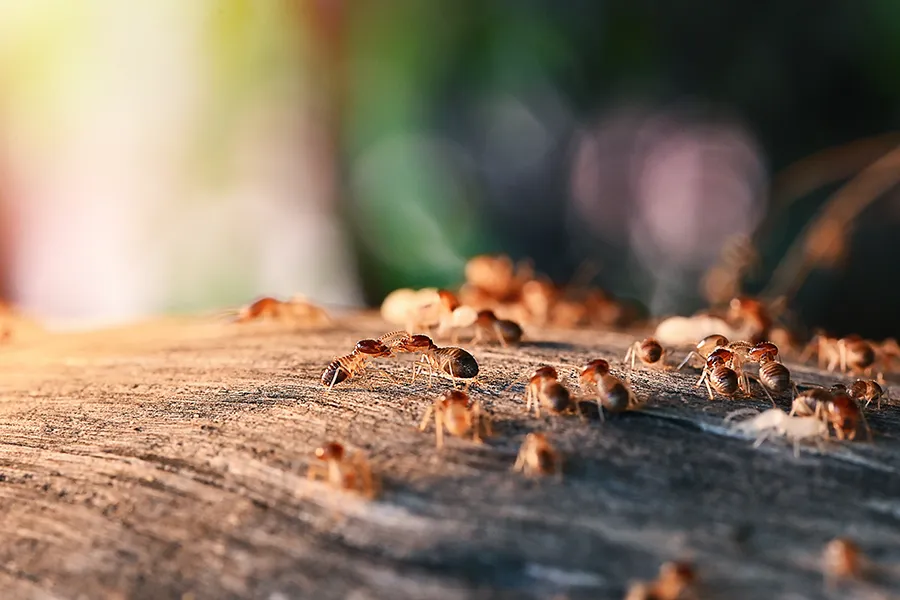 A detailed close-up of several orange-brown termites crawling across a weathered piece of wood, illuminated by warm, natural sunlight.